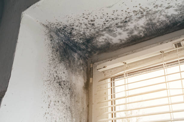 Affordable Mold Inspection And Testing solutions in Upper Black Eddy, PA